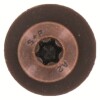 906621TG braun Kopf.jpg